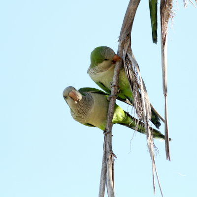 Monk Parakeet