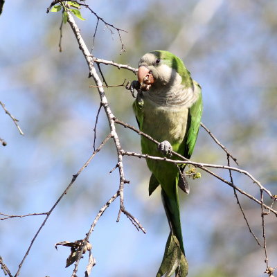 Monk Parakeet