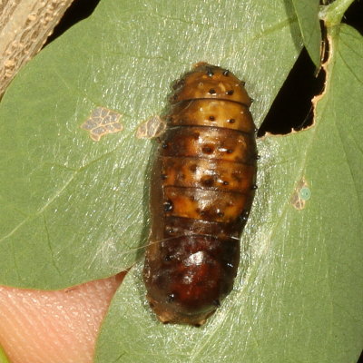 Red-bordered Pixie Chrysalis