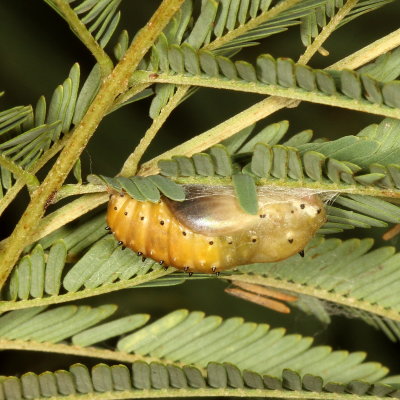 Red-bordered Pixie Chrysalis