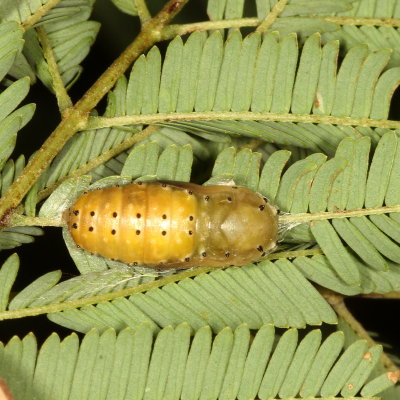 Red-bordered Pixie Chrysalis