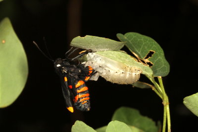 Red-bordered Pixie emerging