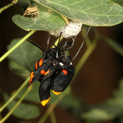 Red-bordered Pixie emerging