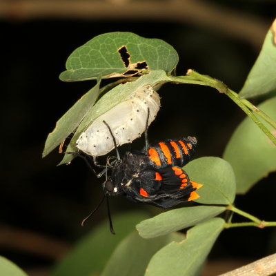 Red-bordered Pixie emerging