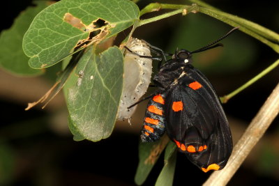 Red-bordered Pixie emerging