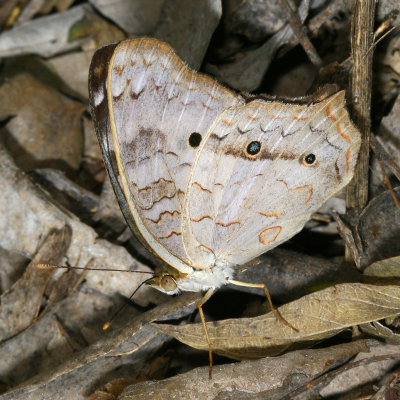 White Peacock