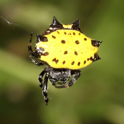 Gasteracantha cancriformis