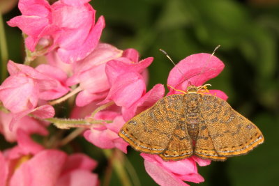 Red-bordered Metalmark ♀