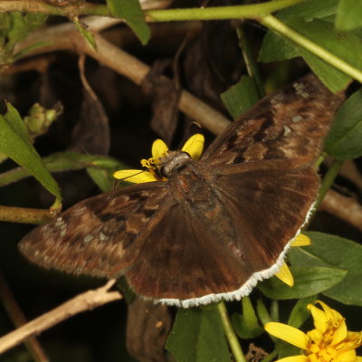 Mournful Duskywing
