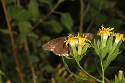 Mournful Duskywing