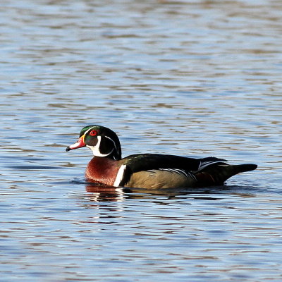 Wood Duck ♂