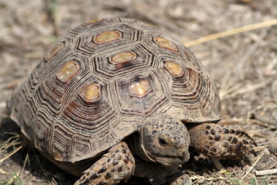 Texas Tortoise