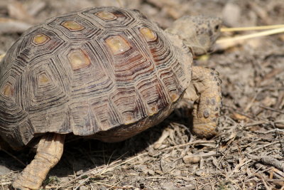 Texas Tortoise