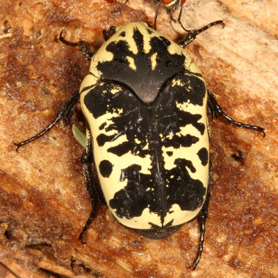 Cetoniinae : Fruit and Flower Chafers