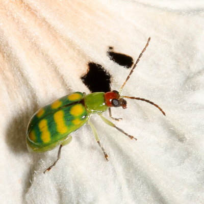 Diabrotica balteata