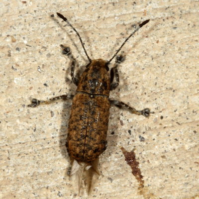 Phoenicobiella schwarzii  ♀