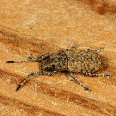 Phoenicobiella schwarzii  ♀