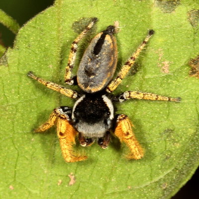Phidippus arizonensis ♂ 