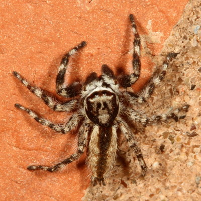 Menemerus bivittatus ♂ * Gray Wall Jumper