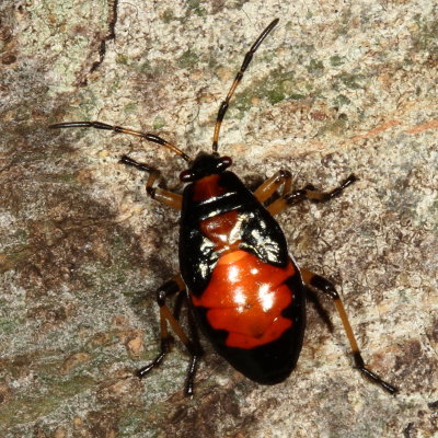 Largus maculatus nymph