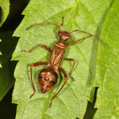 Broad-headed Bug nymph