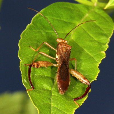 Hyalymenus tarsatus * Texas Bow-legged Bug