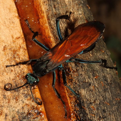 Genus Pepsis ♀ 