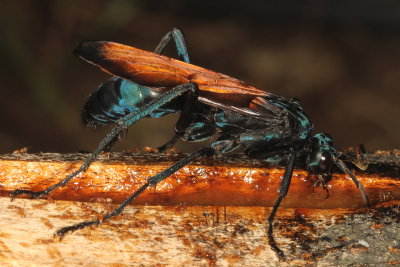 Genus Pepsis ♀ 