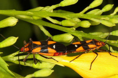 Oncopeltus sexmaculatus ♂ & ♀ * Six-spotted Milkweed Bug