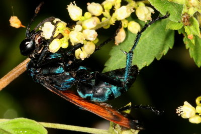 Genus Pepsis