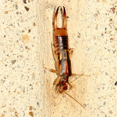 Shore Earwig
