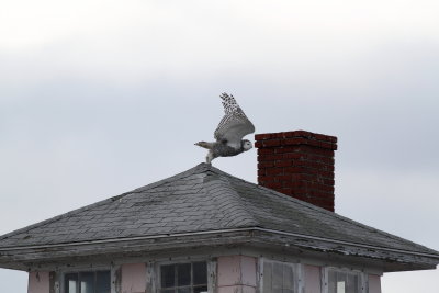 Snowy Owl