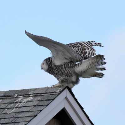 Snowy Owl