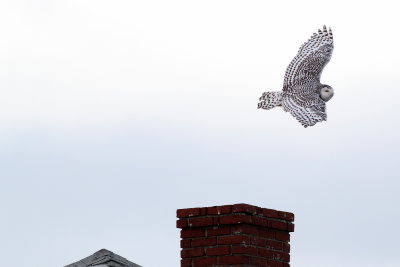 Snowy Owl