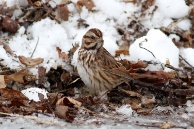 Song Sparrow