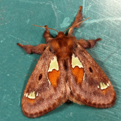 Hodges#4697 * Spiny Oak-Slug Moth * Euclea delphinii 