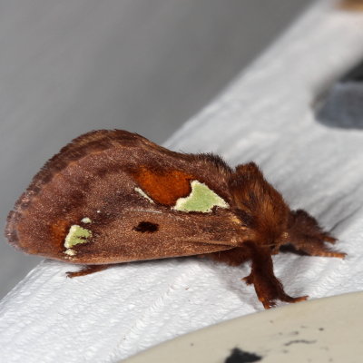 Hodges#4697 * Spiny Oak-Slug Moth * Euclea delphinii 