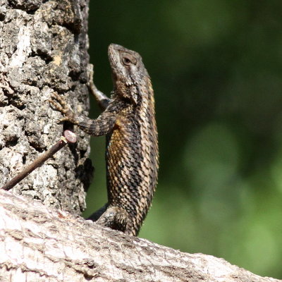Texas Spiny Lizard