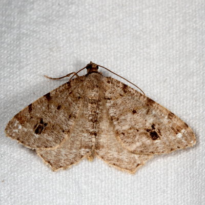 Hodges#6344 * Pale-marked Angle * Macaria signaria