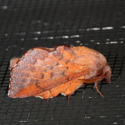 Hodges#7687 * Lappet Moth * Phyllodesma americana