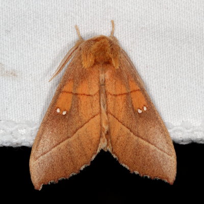 Hodges#7915 * White-dotted Prominent Moth * Nadata gibbosa 