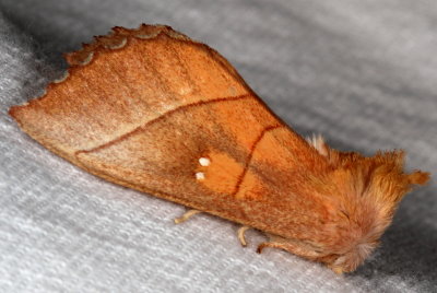 Hodges#7915 * White-dotted Prominent Moth * Nadata gibbosa
