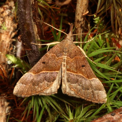 Hodges#8455 - Red-footed Bomolocha Moth * Hypena eductalis
