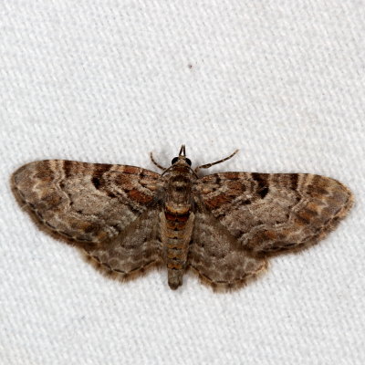 Hodges#7575 * Spruce Cone Looper * Eupithecia mutata