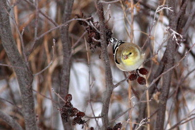 American Goldfinch