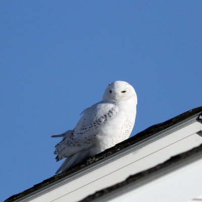 Snowy Owl