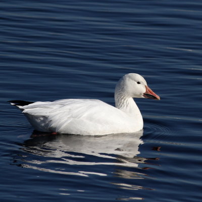 Snow Goose