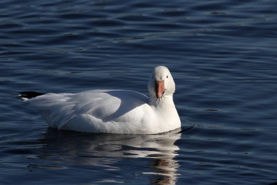 Snow Goose