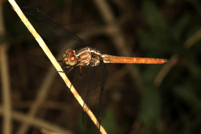 Roseate Skimmer 