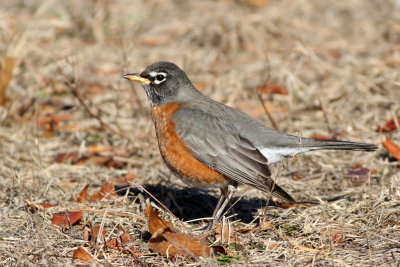 American Robin